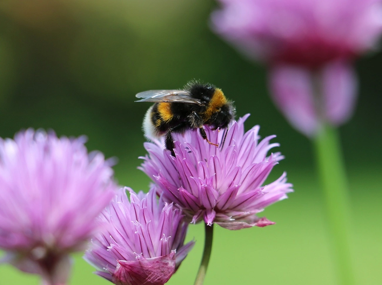 Buzzing with Life: How to Create a Bee-Friendly Garden